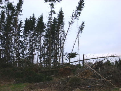Sturmschäden durch den Orkan Kyrill im Oberland in 2007